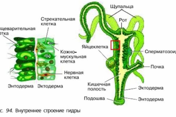 Кракен рабочая ссылка