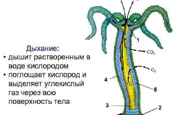 Кракен как войти через тор